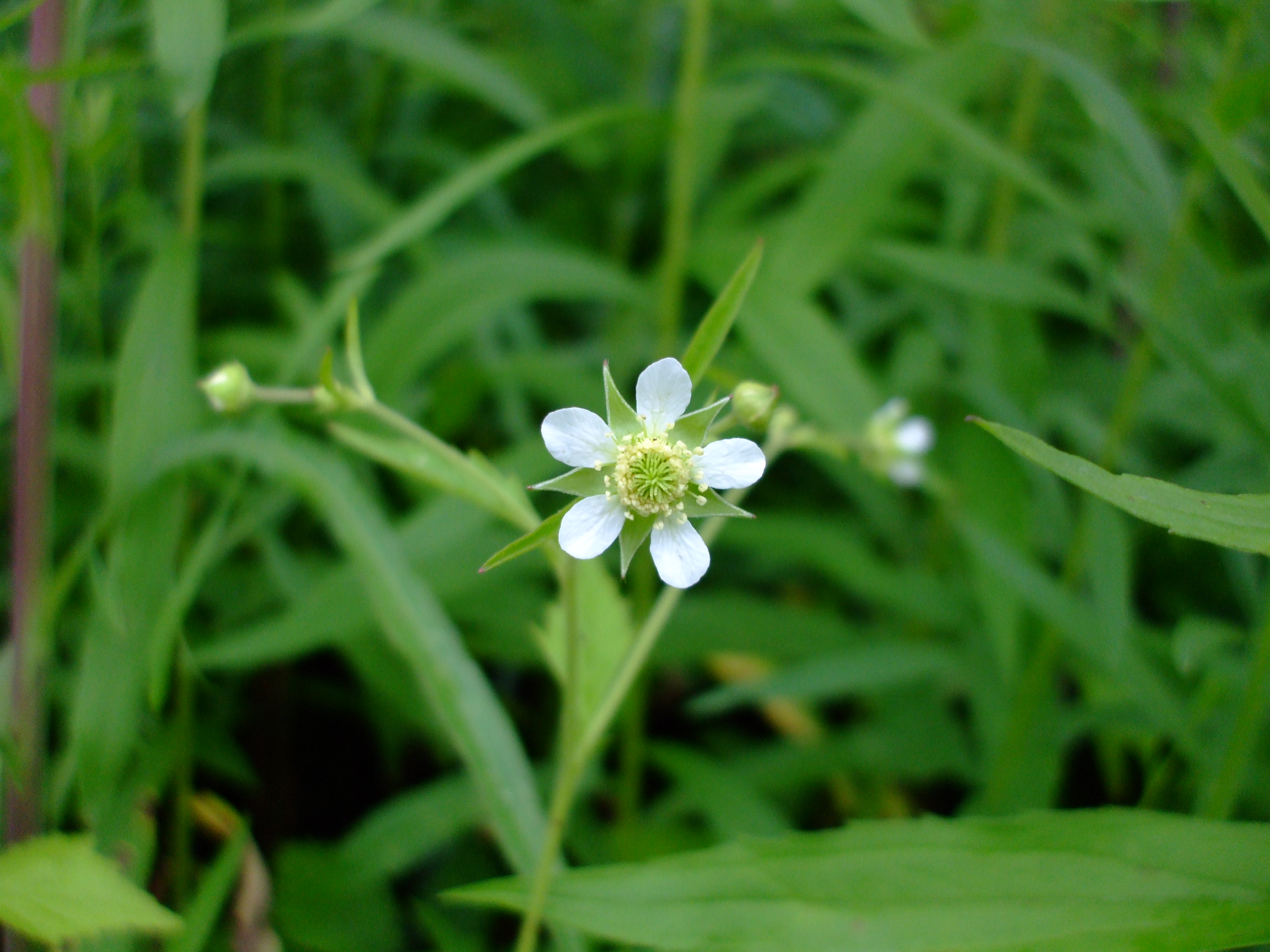 Geum canadense